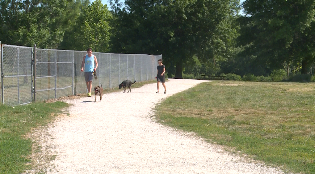 Owners walking dogs